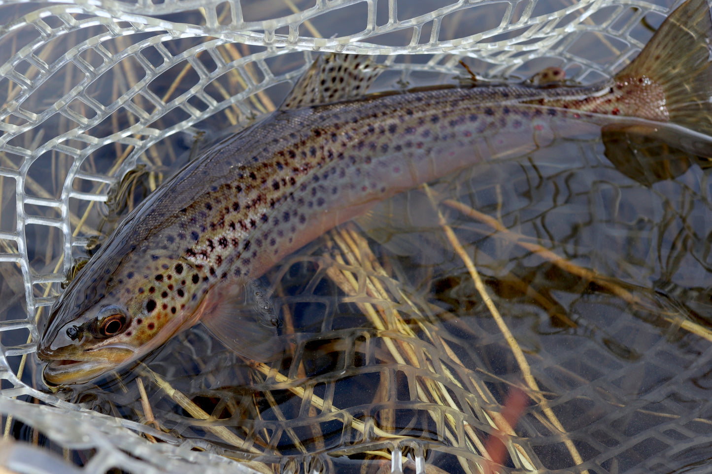 Casting Tungsten Trout Flies