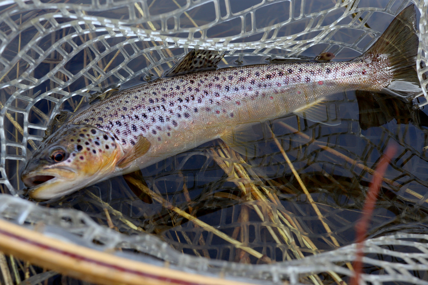 Casting Tungsten Trout Flies