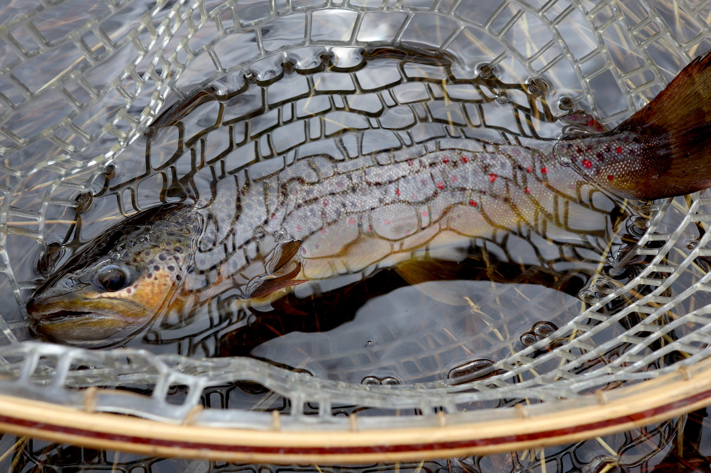 Casting Tungsten Trout Flies
