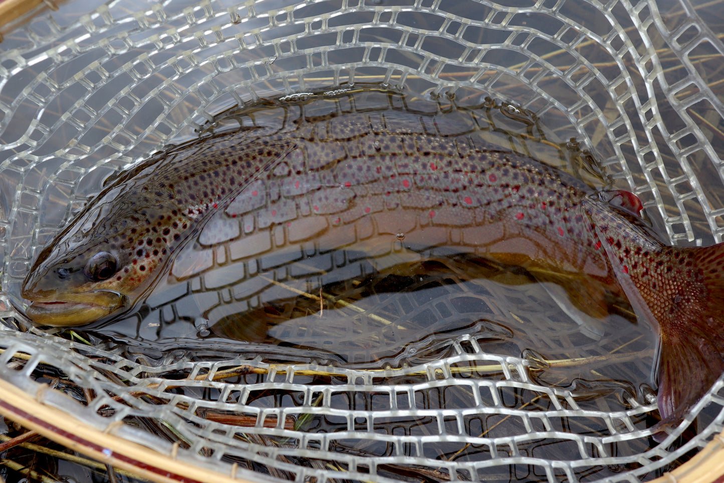 Casting Tungsten Trout Flies