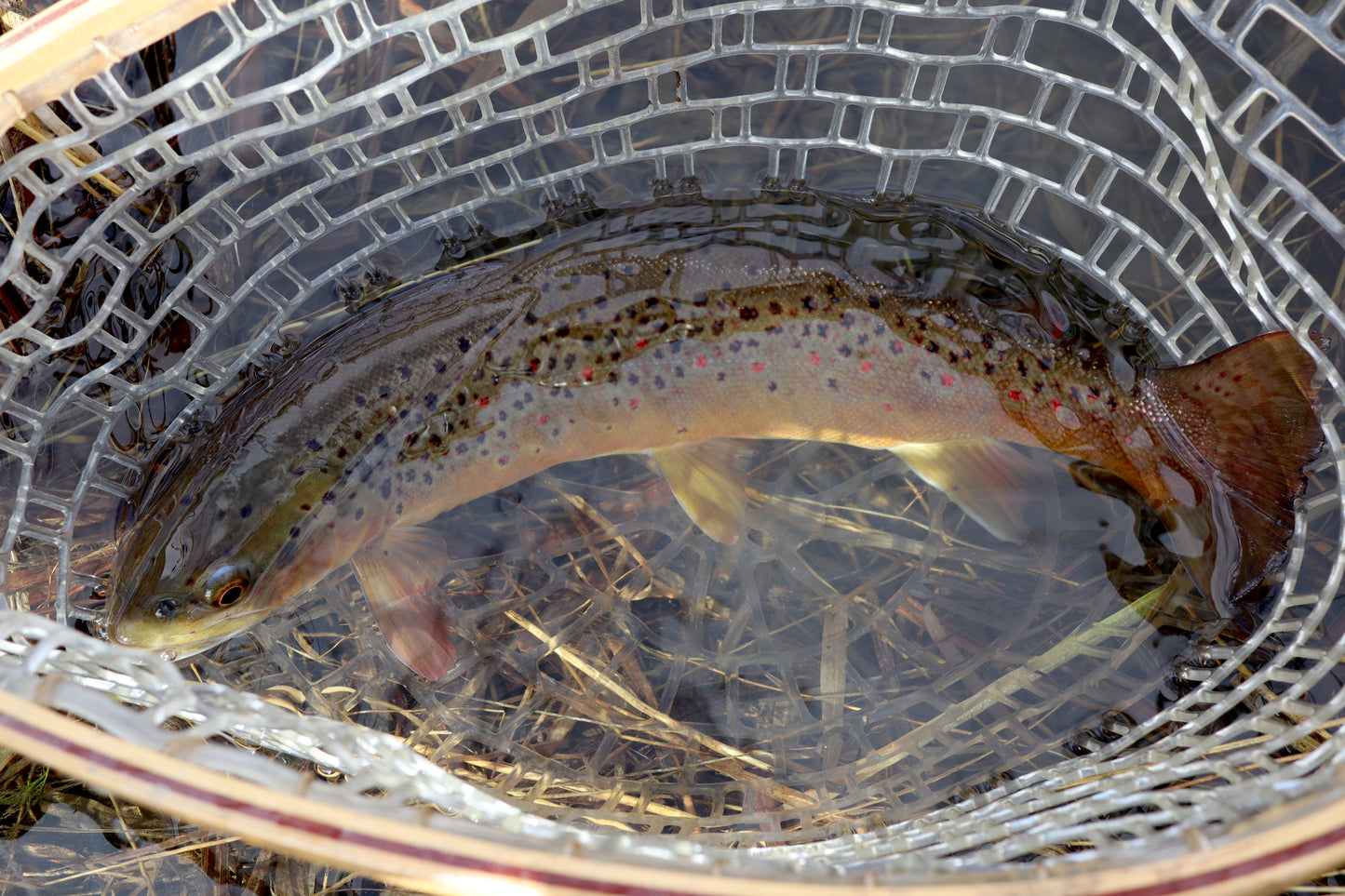 Casting Tungsten Trout Flies